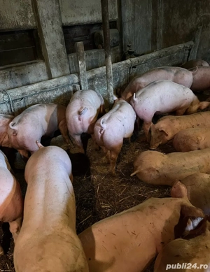 Vand porci de carne!! - imagine 3