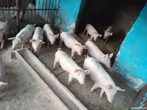 Vând purcei! - imagine 4