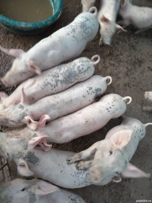 Vând purcei! - imagine 5