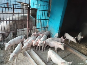 Vând purcei! - imagine 2