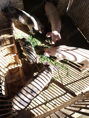 Purcei de vânzare  - imagine 3 Purcei de vânzare  - imagine 3