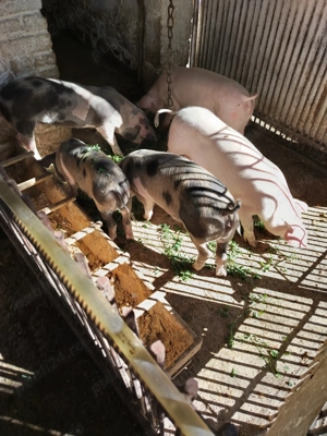 Purcei de vânzare  - imagine 4 Purcei de vânzare  - imagine 4