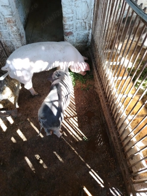 Purcei de vânzare  - imagine 2 Purcei de vânzare  - imagine 2