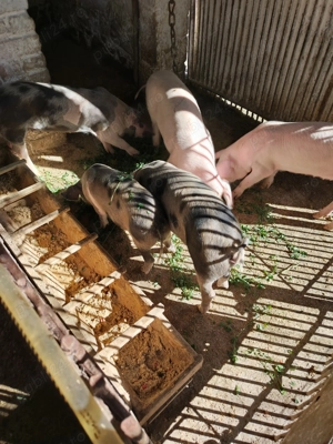 Purcei de vânzare  - imagine 5 Purcei de vânzare  - imagine 5