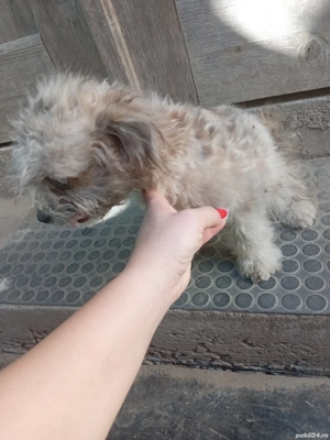 cățel bishon  - imagine 2