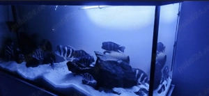 Frontosa Burundi - pești acvariu - imagine 4