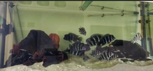 Frontosa Burundi - pești acvariu - imagine 3