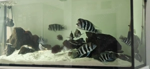 Frontosa Burundi - pești acvariu