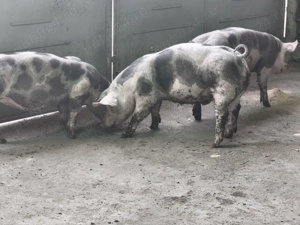 Porci de carne pentru sacrificat