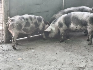 Porci de carne pietrain - imagine 3