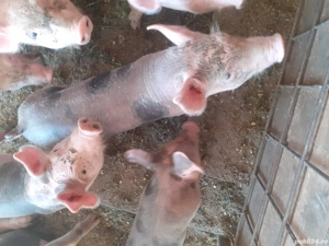 vând purcei de 8 săptămâni  - imagine 4