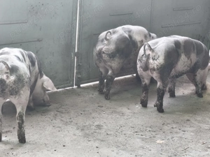 Porci de carne pietrain