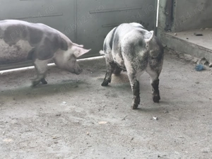Porci de carne pietrain - imagine 5