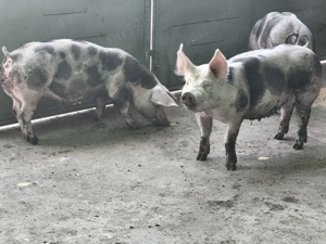 Porci de carne pietrain - imagine 4