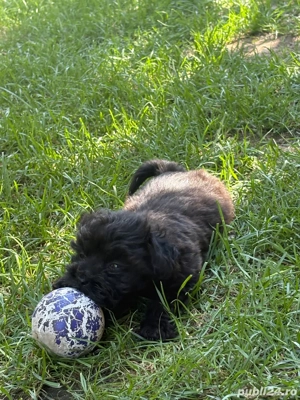 Catei bichon  - imagine 2