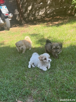 Catei bichon  - imagine 4