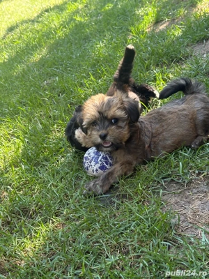 Catei bichon  - imagine 3