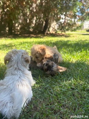 Catei bichon  - imagine 5