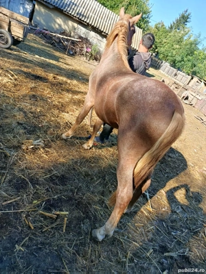 Nuatin de vânzare din iapa trapasa 1 an si 6 luni de 2 ori pus la caruta este cuminte 