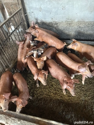 Purcei Duroc si Petrean