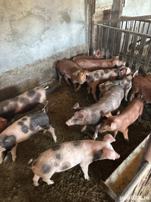 Purcei Duroc si Petrean - imagine 2