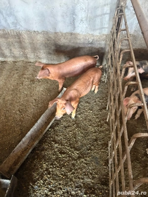 Purcei Duroc si Petrean - imagine 5