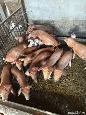 Purcei Duroc si Petrean - imagine 4