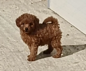 Caniche miniatură Toy - imagine 2