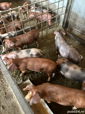 Purcei Duroc si Petrean - imagine 3