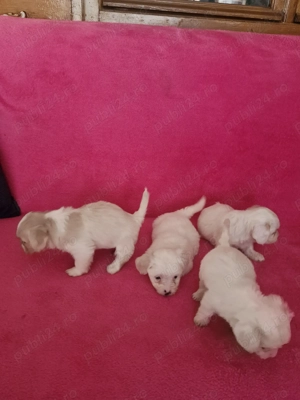 Ne cautam căsuță și părinți iubitori  - imagine 6