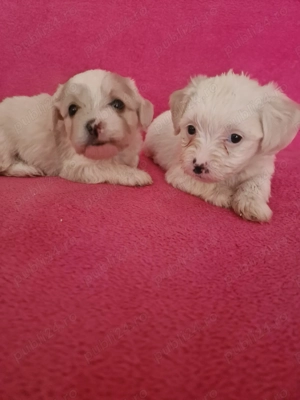 Ne cautam căsuță și părinți iubitori  - imagine 4