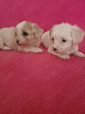 Ne cautam căsuță și părinți iubitori  - imagine 3