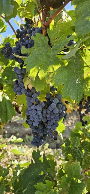 Struguri de vanzare