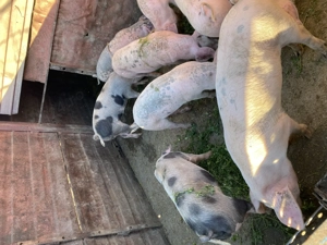 Șoldani de 3 luni  - imagine 5 Șoldani de 3 luni  - imagine 5