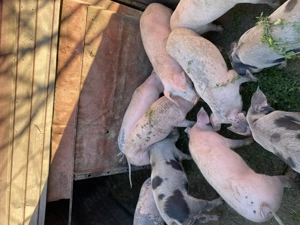 Șoldani de 3 luni  - imagine 3 Șoldani de 3 luni  - imagine 3