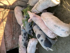 Șoldani de 3 luni  - imagine 2 Șoldani de 3 luni  - imagine 2