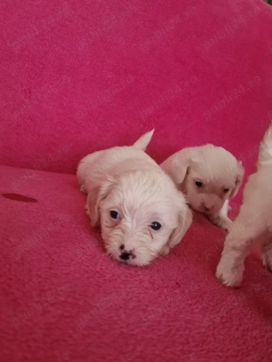 Ne cautam căsuță și părinți iubitori