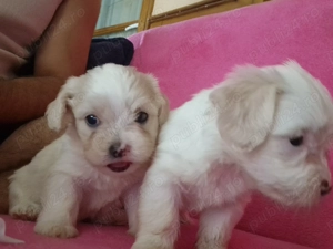 Ne cautam căsuță și părinți iubitori  - imagine 5