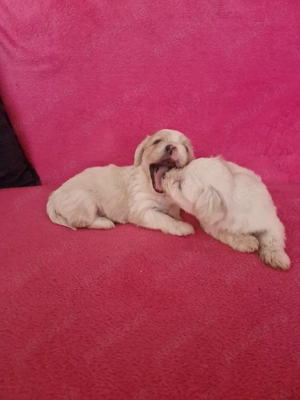 Ne cautam căsuță și părinți iubitori  - imagine 10