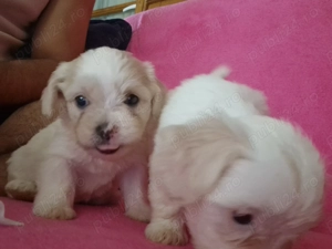 Ne cautam căsuță și părinți iubitori  - imagine 2