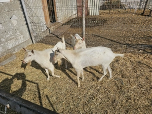 Vand tarii sannen - imagine 3 Vand tarii sannen - imagine 3