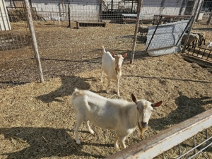 Vand tarii sannen - imagine 4 Vand tarii sannen - imagine 4