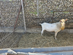 Vand tarii sannen - imagine 2 Vand tarii sannen - imagine 2