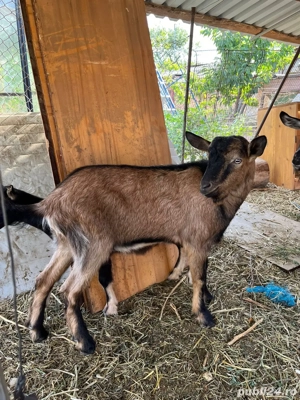 tap alpin francez - imagine 3 tap alpin francez - imagine 3