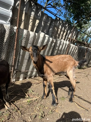 tap alpin francez - imagine 2 tap alpin francez - imagine 2