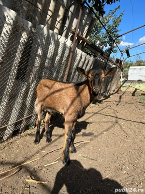 tap alpin francez - imagine 4 tap alpin francez - imagine 4