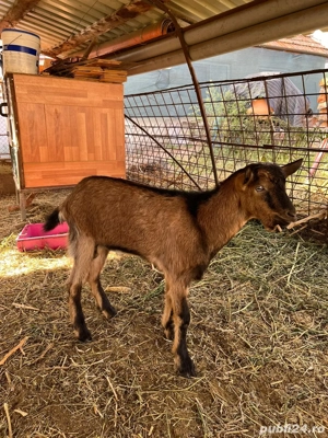 tap alpin francez - imagine 5 tap alpin francez - imagine 5