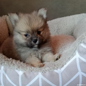 Pomeranian Băiețel