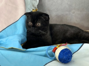 Rasă pură Scottish Straight, motănel cu pedigree și Carnet de Sănătate