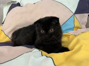 Rasă pură Scottish Straight, motănel cu pedigree și Carnet de Sănătate - imagine 2